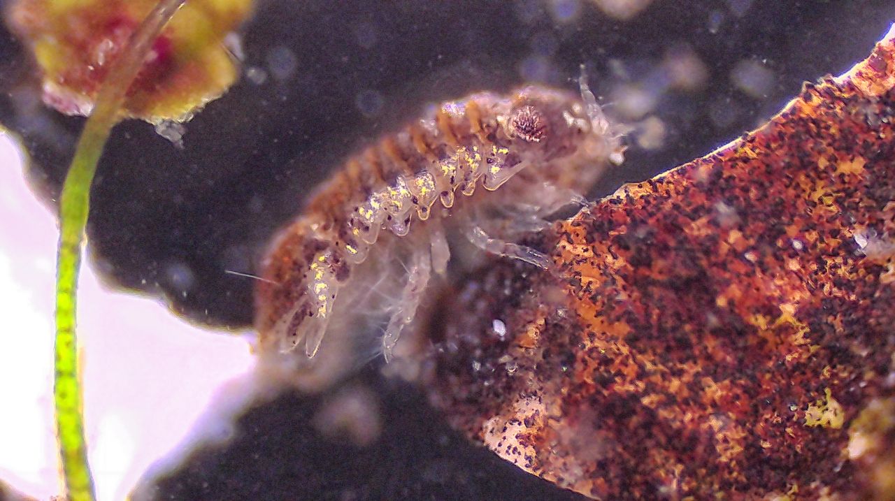 La pallina corazzata del mare: il crostaceo isopode Lekanesphaera